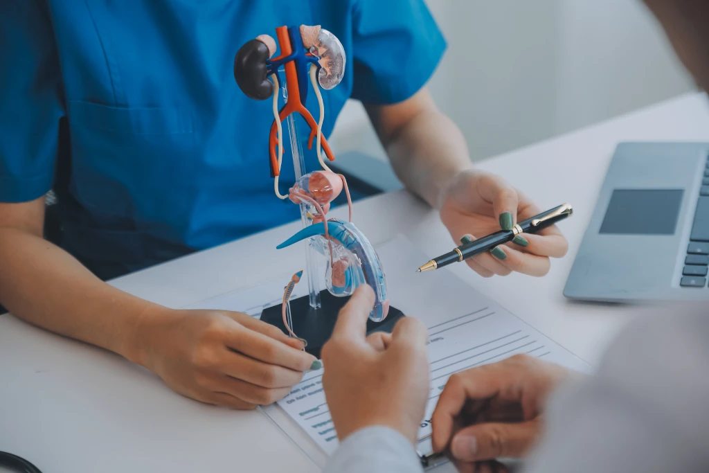 Doctor mostrando qué es una vasectomía en un modelo del aparato reproductor masculino